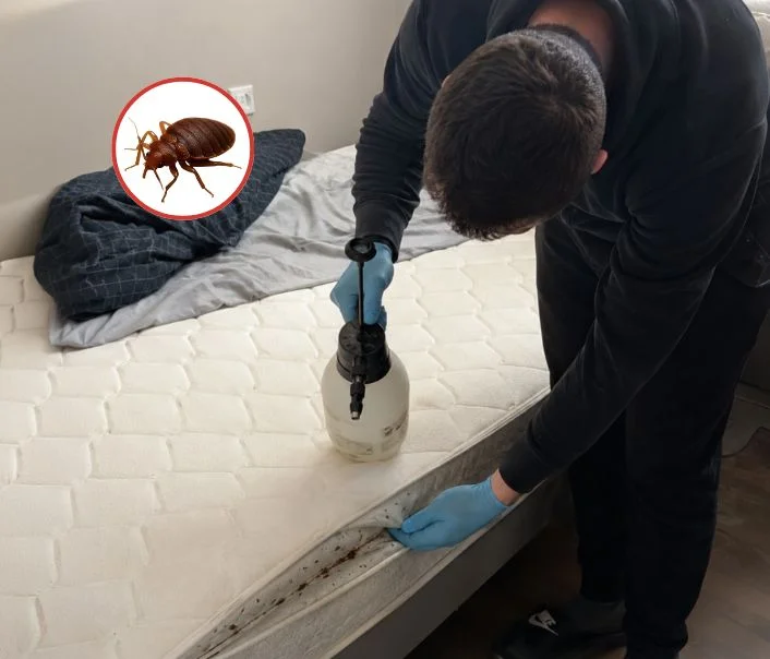Technicien traitant un matelas contre les punaises de lit à La Ville-du-Bois